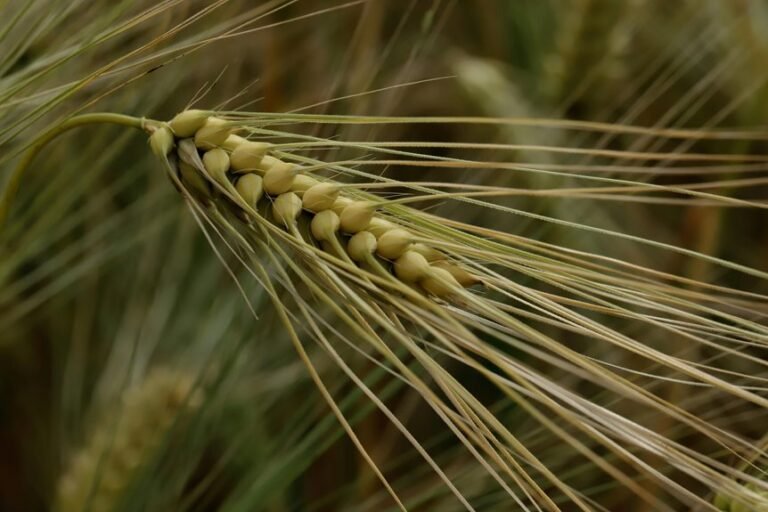 indian growth initiative 14