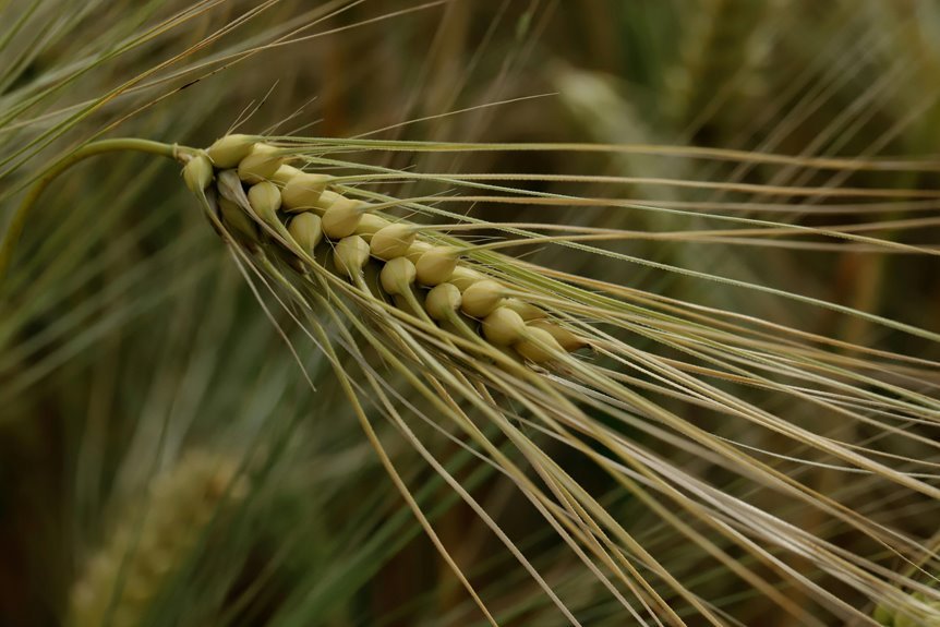 indian growth initiative 14