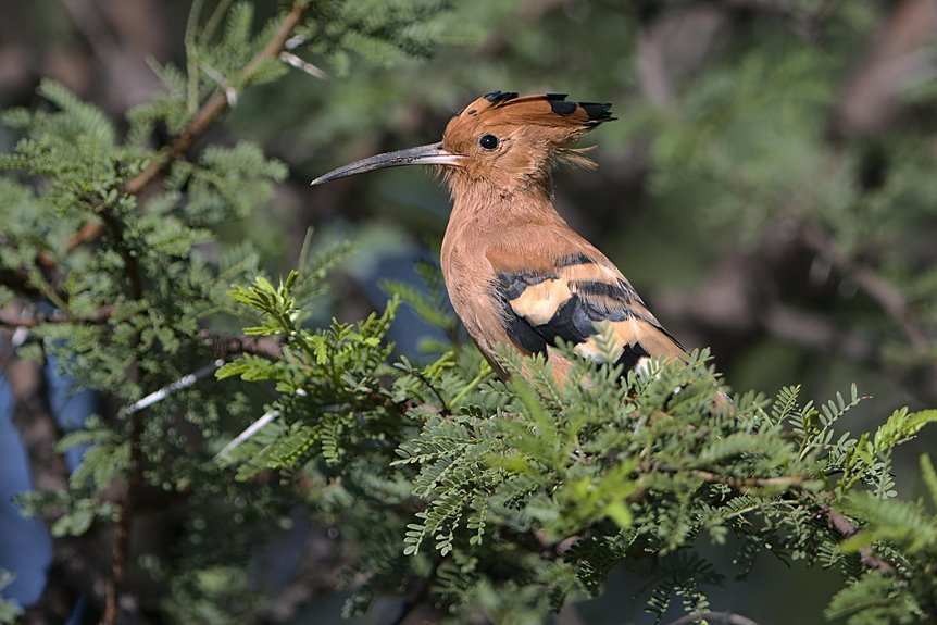 max life high htm26r