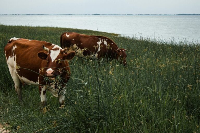 moti oswa large 6do0in